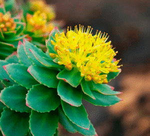 Rhodiola Rósea